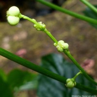Micrococca oligandra (Müll.Arg.) Prain